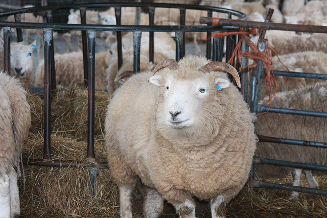 Input image for the sheep grounding example.